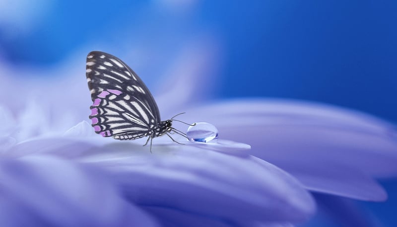 Mystical World